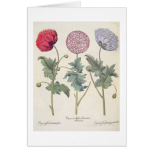 Vallmor: 1.Papaver multiplexöverför Hälsningskort