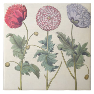 Vallmor: 1.Papaver multiplexöverför Kakelplatta