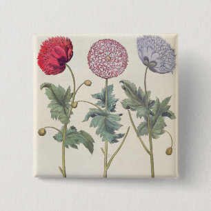 Vallmor: 1.Papaver multiplexöverför Knapp