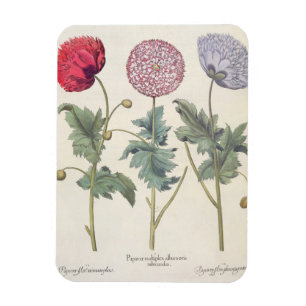 Vallmor: 1.Papaver multiplexöverför Magnet