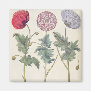 Vallmor: 1.Papaver multiplexöverför Magnet