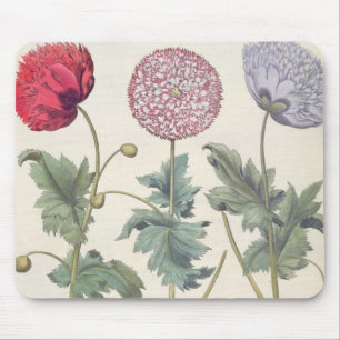 Vallmor: 1.Papaver multiplexöverför Musmatta