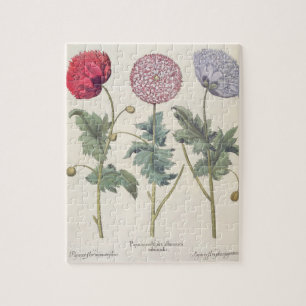 Vallmor: 1.Papaver multiplexöverför Pussel