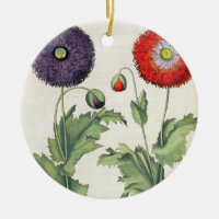 Vallmor: multipliciincarnato för flore 1.Papaver;