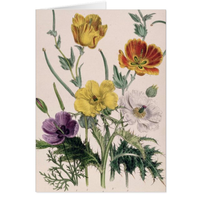 Vallmor och anemoner hälsningskort (Framsidan)
