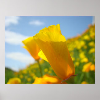 Vallmosor Orange Vallmo Blommor 3 Konsttryck Affis Poster
