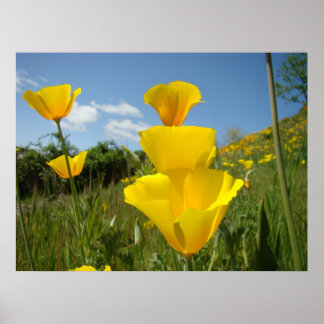 Vallmosor Orange Vallmo Blommor Konsttryck Inramad Poster