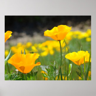 Vallmosor Orange Vallmo Blommor Konsttryck Inramad Poster