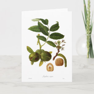Valnöt (juglans regia) kort