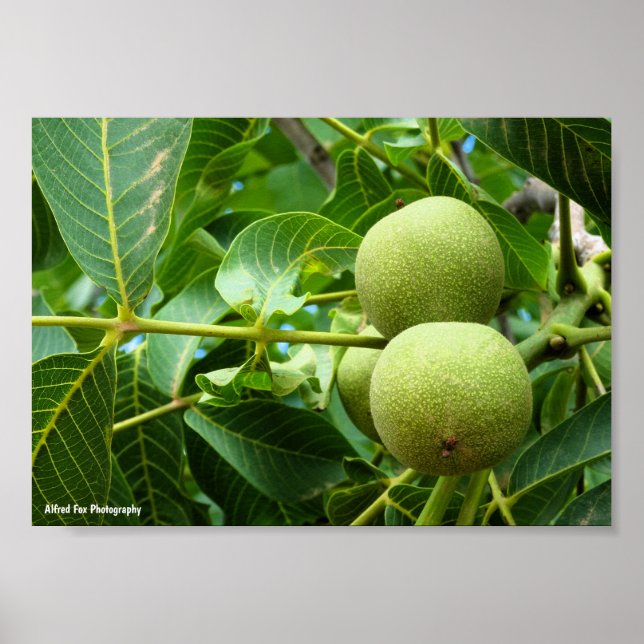 Valnötter i grön lövverk poster (Framsidan)