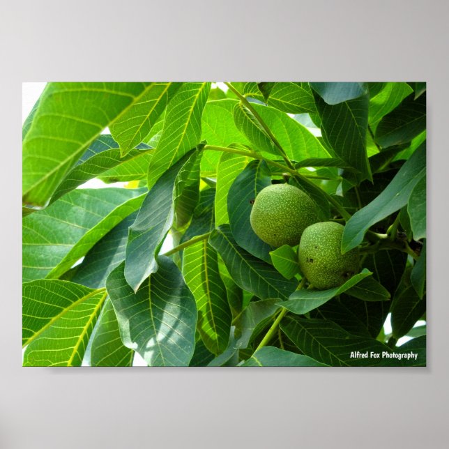 Valnötter i grönt belyst lövverk poster (Framsidan)