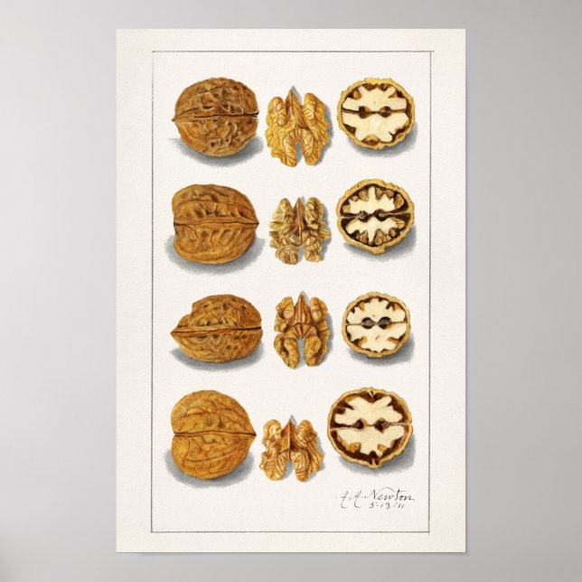 Valnötter (Juglans) Färgmålning av frukt, vatten Poster (Framsidan)