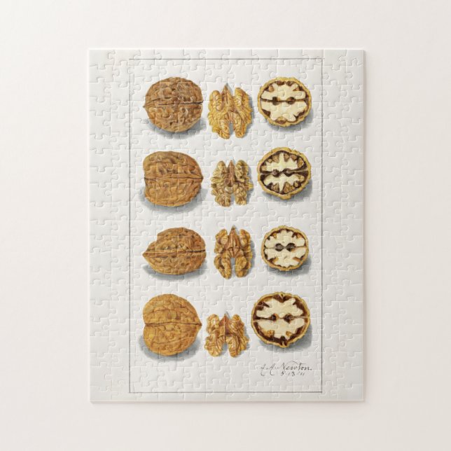 Valnötter (Juglans) Färgmålning av frukt, vatten Pussel (Vertikal)