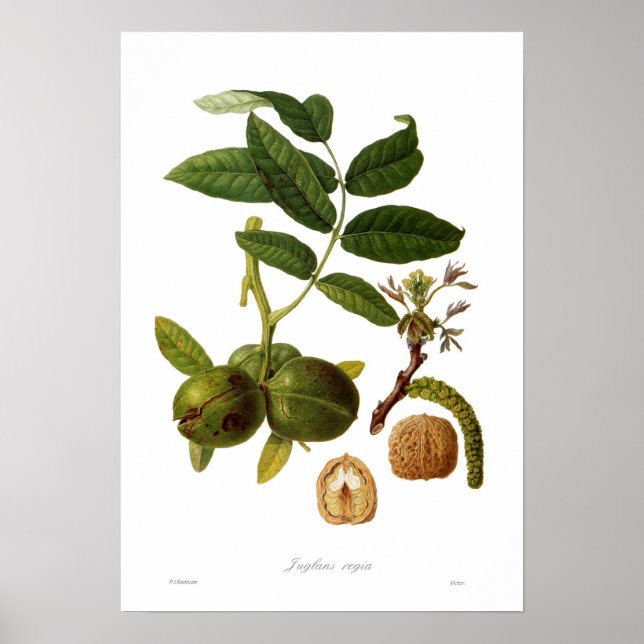 Valnötter (Juglans regia) Poster (Framsidan)