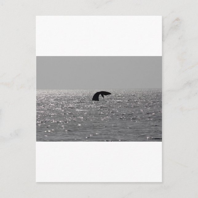 Valövervakning - höger av val i syd vykort (Framsida)