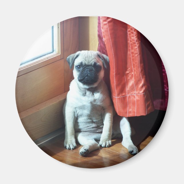 valp 007 magnet (Framsidan)