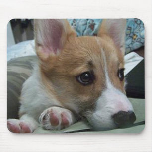 valp 2 för pembrokewelsh corgi musmatta