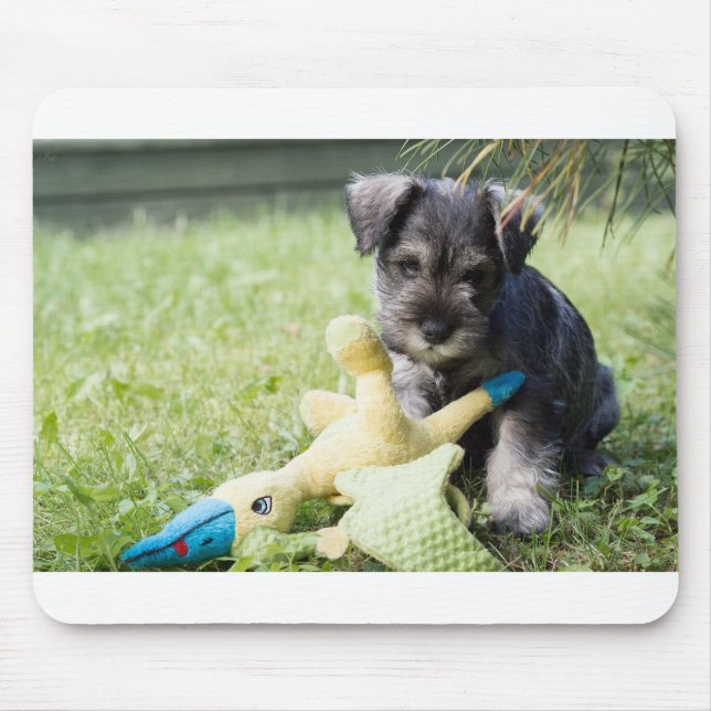 valp 2 mini schnauzer musmatta (Framsidan)