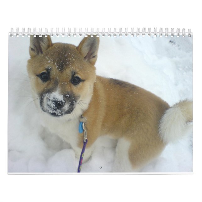valp 3 shiba inu.png kalender (Omslag)