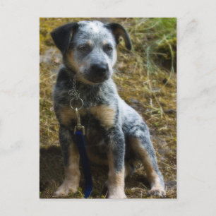 Valp av Blue Heeler Vykort