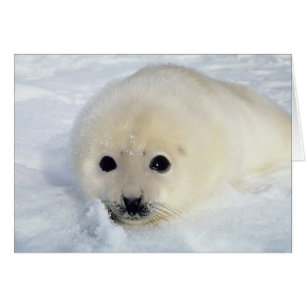 Valp av fluffy Harp Seal Hälsningskort