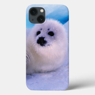 Valp av småskaligt skördesäl i Snöflingor