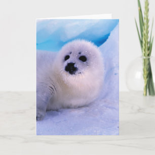 Valp av småskaligt skördesäl i Snöflingor Kort