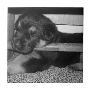Valp Black&White Kakelplatta