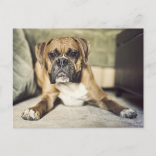Valp Boxer Vykort