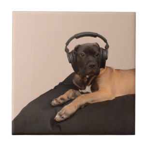 Valp Bullmastiff Kakelplatta