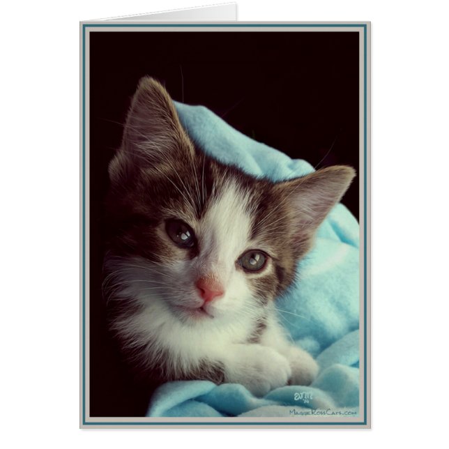 Valp Card Kattunge 6 Hälsningskort (Framsidan)