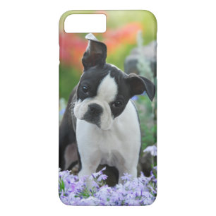 Valp för Boston Terrierhund
