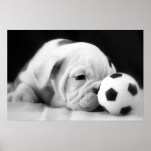 Valp för bulldogg "för fotbollbollnäsa" engelsk poster