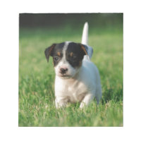 Valp för jackRussell Terrier