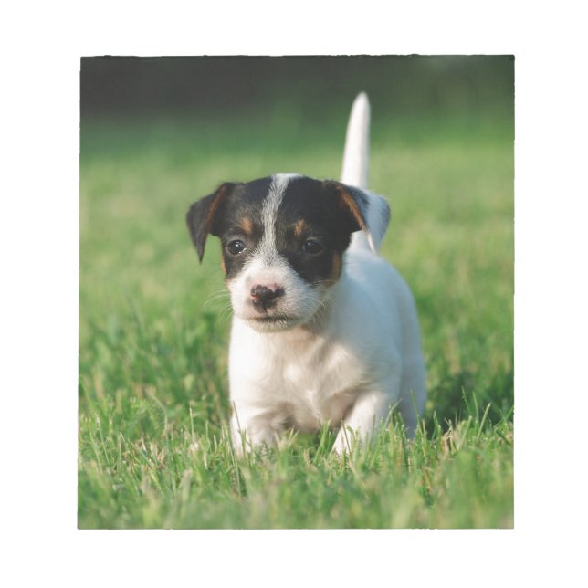Valp för jackRussell Terrier Anteckningsblock (Framsida)