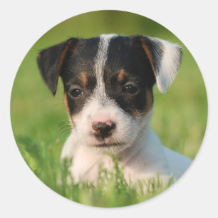 Valp för jackRussell Terrier Runt Klistermärke