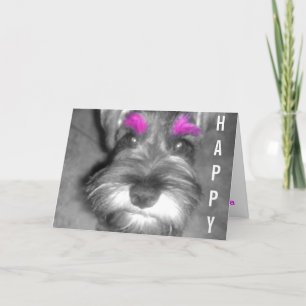 Valp för Schnauzer för grattis på Kort