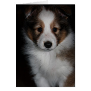 Valp för Shetland Sheepdog Hälsningskort