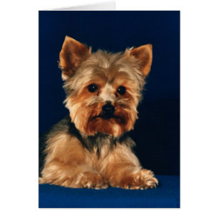 Valp för Yorkshire Terrier OBS Kort