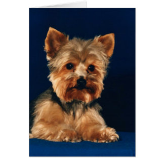 Valp för Yorkshire Terrier OBS Kort