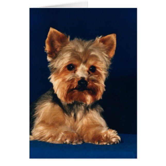 Valp för Yorkshire Terrier OBS Kort (Framsidan)