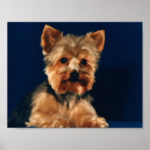 Valp för Yorkshire Terrier Poster