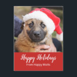 Valp i affär för omsorg för Santa hatthund Helg Vykort<br><div class="desc">Denna förtjusande valp i en Santa hatt är ideal för fotgängare julhelg för en hund eller julkorthälsningen för beställare,  eller en hundkoja,  en älsklings- adoption eller en djuromsorg organisation. För någon som har väck till hundarna! Överför den med kärlek och gillande!</div>