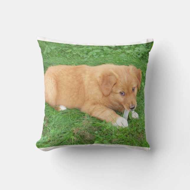 valp nova scotia duck tolling retriever kudde (Framsida)