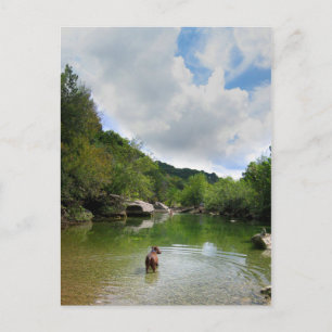 Valp som utforskar Barton Creek - Austin Texas Vykort