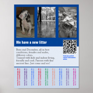 Valp till salu flygblad med QR-kod Poster