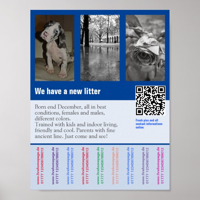 Valp till salu flygblad med QR-kod Poster (Framsidan)