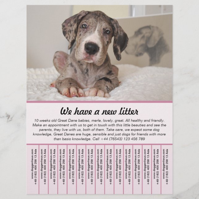 valp till salu flygbladsmallar reklamblad (Framsidan)