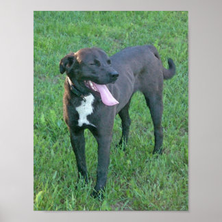 Valp Valp Laughing Poster