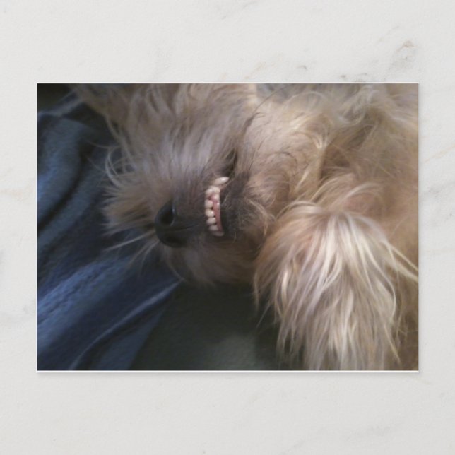 valp vykort (Framsida)